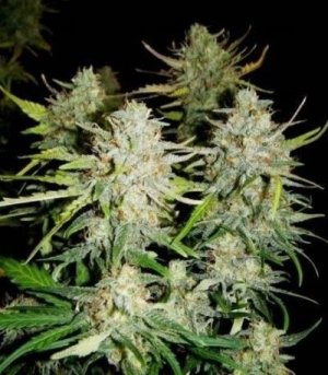 Super_Critical_Auto.jpg