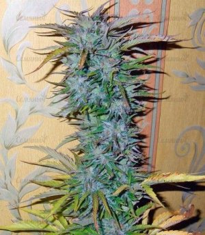 Auto_White_Widow.jpg Auto_White_Widow.jpg