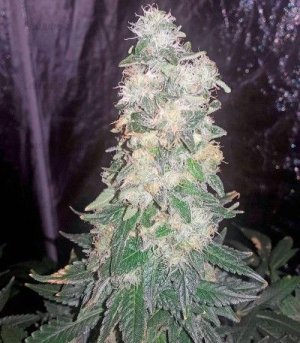 Bubba_Kush_kust_konopli__5iDRjSux4Z7T4s7C.jpg