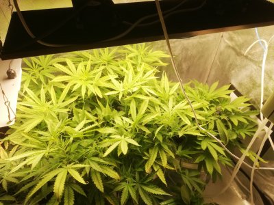 IMG_20220404_205210.JPEG