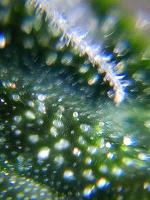 IMG_20241208_152500_766.jpg