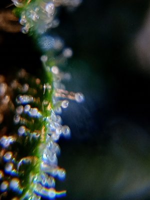IMG_20241219_184208_838.jpg