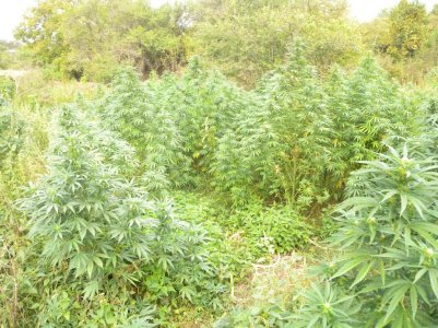 991-ratio-marihuana.jpg