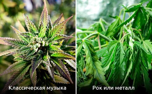 ritm-i-garmoniya-zvuchaniya__Ks588FFWZRBQ7npI.jpg