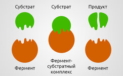 chto-takoe-fermenty__v9E91cvqjfvP8nkr.jpg