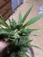 IMG_0675.jpeg
