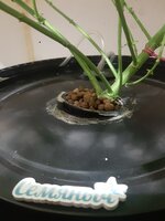 20260205_072750.jpg
