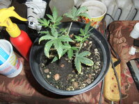 DSCF0191.JPG