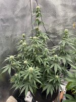IMG_0226.jpeg