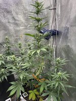 IMG_0227.jpeg