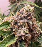 IMG_1579.jpeg