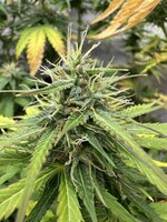 IMG_0366.jpeg