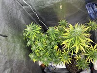 IMG_0368.jpeg
