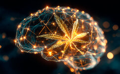 brain.jpg brain.jpg