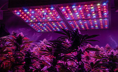 znachenie-ehnergoehffektivnosti-pri-vyrashchivanii-kannabisa__j3icEFjvjOVxRmn8.jpg znachenie-ehnergoehffektivnosti-pri-vyrashchivanii-kannabisa__j3icEFjvjOVxRmn8.jpg