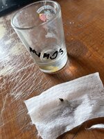 IMG_4367.jpeg