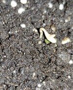 IMG_20260625_042333.jpg