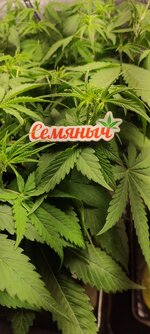 Пирог с яблоками