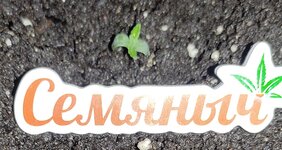 Летний гров бро " Вождя "🌱