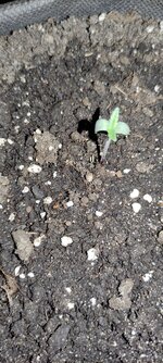IMG_20260626_215347.jpg