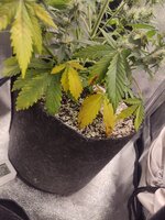 IMG_20260629_000238.jpg