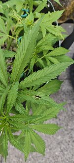 2824.jpg
