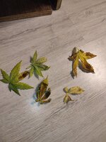 IMG_20260701_003203.jpg