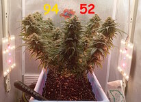94-52 сут (1).jpg