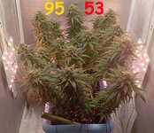 95-53 сут (1).jpg