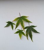 IMG_20260707_114508.jpg