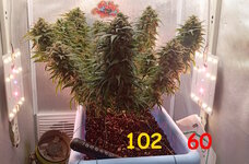 102-60 сут (1).jpg