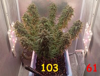 103-61 сут (1).jpg