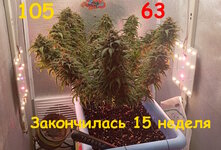 105-63 сут (1).jpg