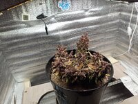IMG_20260713_115630_666.jpg