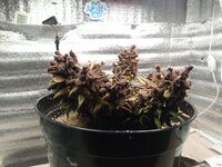 IMG_20260713_115724_442.jpg