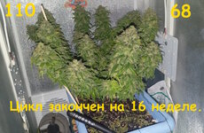 110-68 сут_харв (1).jpg