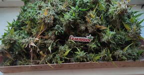 В Добрый Путь Товарищи 🌱!!!
