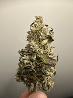 Special Tangie и Auto AK