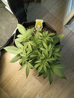 IMG_20260807_180936_067.jpg