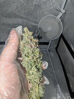 "Долгий " Zookies