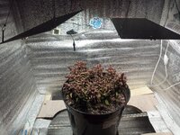 самая смехотворная печенька на Диком Юге