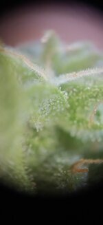 4203.jpg