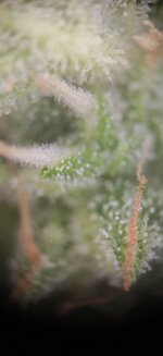 4204.jpg