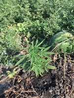 Первый гров в своей жизни на открытом поле сорта LSD AUTO