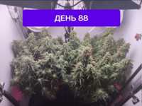 ПЕРВЫЙ ГРОВ