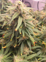 1786649970369.png