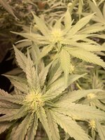 IMG_5121.jpeg