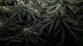 Снимок экрана 2026-08-16 110505.png