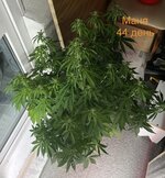 IMG_3358.jpeg