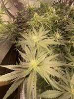 IMG_5139.jpeg